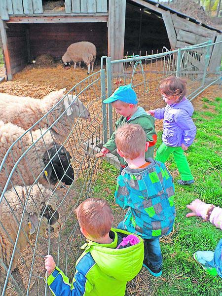 Besuch der Schafe und Lmmer von Familie Ehrich